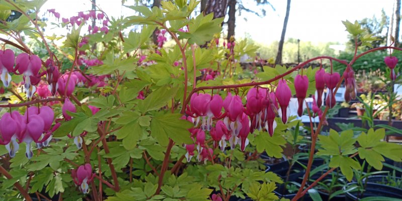 Lamprocapnos spectabilis (Dicentra spectabilis) 'Gold Heart' harilik murtudsüda